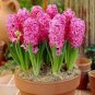 New Hyacinthus Orientalis Bonsai Cheap Hyacinth - 50 Seeds