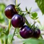 New Hybrid Purple Pearl Cherry Tomato - 100 Seeds