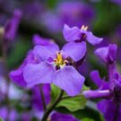 Herbs Plant February Lan Orychophragmus Violaceus Flower - 120 Seeds