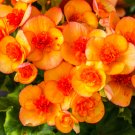 Begonia Flower 100 Seedss