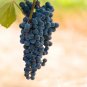 Frontenac Blue Grape - 100 Seeds