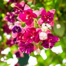 Fuchsia Flowers Lantern Flower Begonia Flower - 100 Seeds