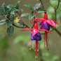 Fuchsia Flowers Lantern Flower Begonia Flower - 100 Seeds