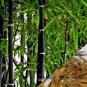Fresh Black Bamboo - 20 Seeds