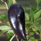 Fresh Hungarian Black Hot Chili Pepper Capsicum fruitescens - 20 Seeds