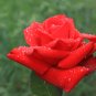 Fresh Red Chinese Rose Flower - 20 Seeds