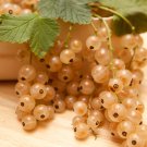 Fresh White Currant - 20 Seeds