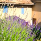 French Provence Lavender - 200 Seeds