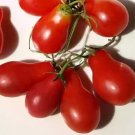 French Liz Red Long Tomato - 300 Seeds