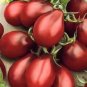 French Liz Red Long Tomato - 300 Seeds