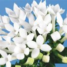 French Bouvardia Longiflora Flower Shrub Bush Plant - 50 Seeds