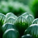 Fresh Real Haworthia cooperi Baker Plant - 50 Seeds