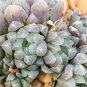 Fresh Real Haworthia cooperi Baker Plant - 50 Seeds