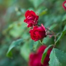 Fresh Red Climbing Rose flowers - 50 Seeds