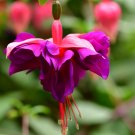 Fuchsia Lanterns Flower Bonsai Indoor Balcony Living - 50 Seeds