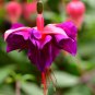 Fuchsia Lanterns Flower Bonsai Indoor Balcony Living - 50 Seeds
