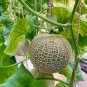 Fruits Goji Coffee Pineberry Grape Water Melon Vegetables - 20 Seeds