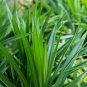 Fragrant Grass Annual Pandan Flower Potted Fragrant Spices DIY Home Garden Bonsa