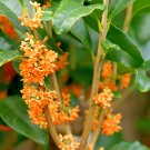 Fragrant Osmanthus Sweet Olive  - 20 Seeds