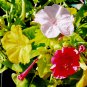 FOUR O'CLOCK MIX SEEDS ORGANIC BEAUTIFUL VIVID REDISH COLORED BLOOM - 20 Seeds