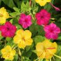FOUR O'CLOCK MIX SEEDS ORGANIC BEAUTIFUL VIVID REDISH COLORED BLOOM - 20 Seeds