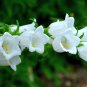 Bell Orchid Campanula Flowers Plants Convallaria - 100 Seeds