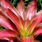 Cactus Bromeliad  - 20 Seeds