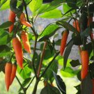 Chilli Bulgarian Carrot Pepper Green Orange Vegetable - 30 Seeds