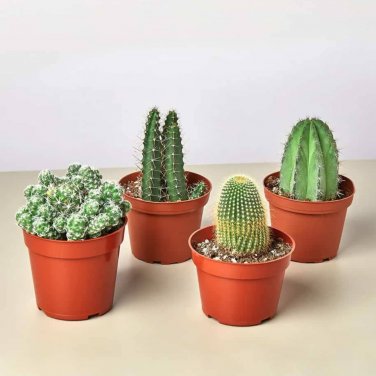 Cactus Indoor Outdoor Planting available - 10 Seeds