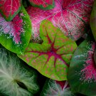 Caladium Bicolor Seed Green Pink Bicolor Leaves - 100 Seeds