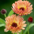 Calendula Bronzed Beauty Bicolor Pot Marigold Flowers - 50 Seeds