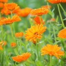 Calendula Orange Pot Marigold Flower - 30 Seeds