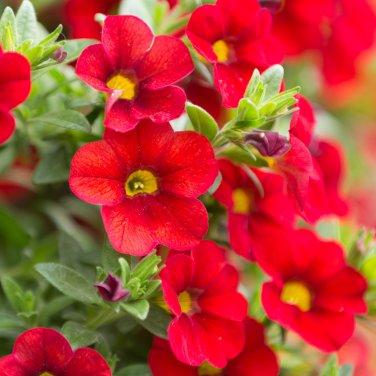 Calibrchoa Million Bells Annual Flower - 100 Seeds