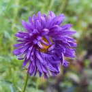 Callistephus Chinensis - 200 Seeds