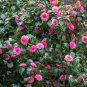 Camellia Flowers Potted Plants - 10 Seeds