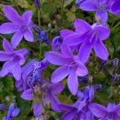 Campanula Punctata Rubriflora BELLFLOWER SPOTTED Flower - 30 Seeds