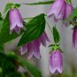 Campanula Punctata Rubriflora BELLFLOWER SPOTTED Flower - 30 Seeds