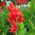 Canna Indica Seeds Fresh Red Double Flowers - 15 Seeds