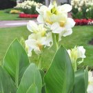 Canna Lily Ermine Tropical House Plant White Flowers - 2 Bulbs