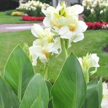 Canna Lily Ermine Tropical House Plant White Flowers - 2 Bulbs