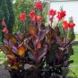 Canna Lily Flore Outdoor Indoor - 100 Seeds