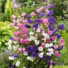 Canterbury Bells Mixed Perennial Flower - 50 Seeds