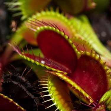 Catchfly Potted Plant Seeds Garden Venus Fly Trap Insectivorous Plant - 100 Seed