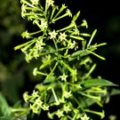 Cestrum Nocturnum Night Blooming Jasmine White Flowers - 20 Seeds