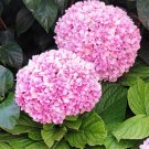 Champagne Hydrangea Seeds Fresh Pink Flowers - 20 Seeds