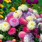 Chinese Aster Bonsai (Callistephus) - 100 Seeds