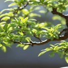 Chinese Elm Bonsai Tree Plant - 30 Seeds