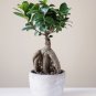 Chinese Ficus Benjamina Bonsai Tree Plants Flowers Potted Bonsai - 50 Seeds