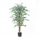 Chinese Ficus Benjamina Bonsai Tree Plants Flowers - 50 Seeds