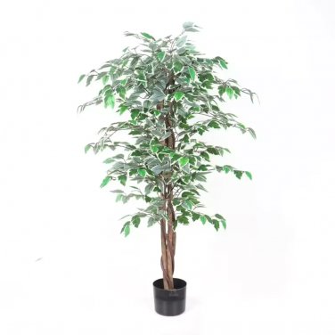Chinese Ficus Benjamina Bonsai Tree Plants Flowers - 50 Seeds